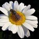 macro___Scent___Punat, Croatia.