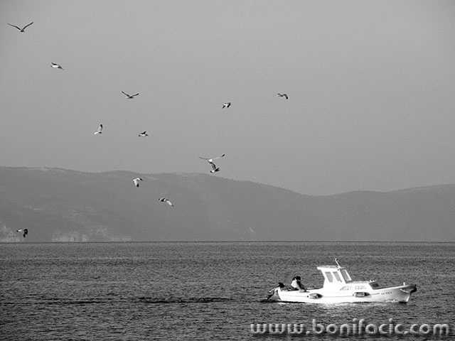 barkagalebi1 copymal