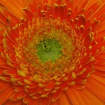 macro___Solicitation___