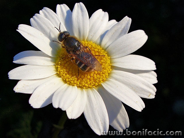 macro___Scent___Punat, Croatia.