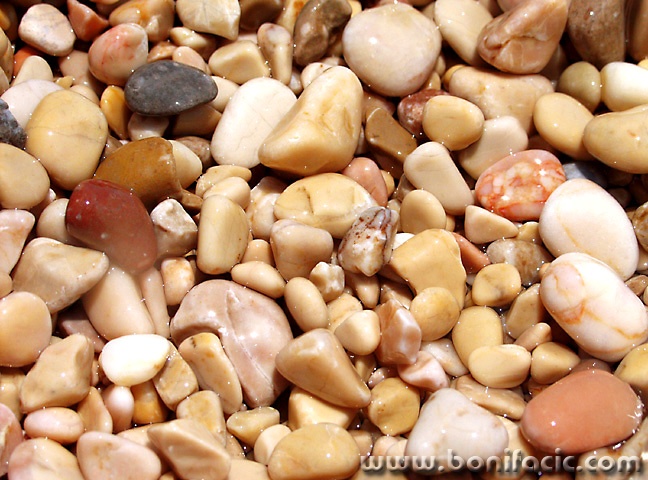 macro___Shoal___Stara Baska, Croatia.