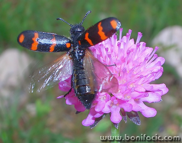 macro___Snatch At An Offer___