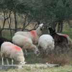 ovcezderuulike1 copymal