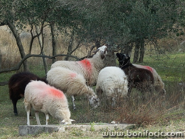 ovcezderuulike1 copymal