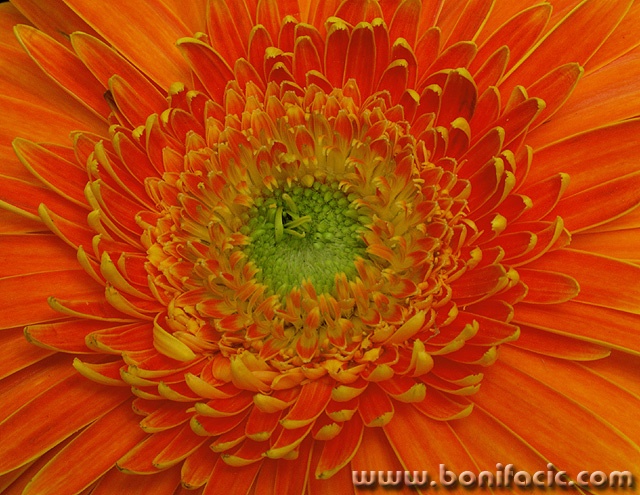 macro___Solicitation___