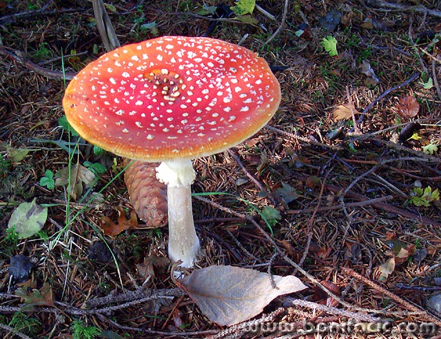 macro___Poison Temptress___Bjelolasica, Croatia.