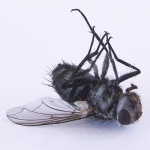 macro___Still Life___