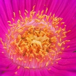 macro___Sun Rays___Punat, Croatia.