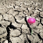 macro___Survival___Punat, Croatia.