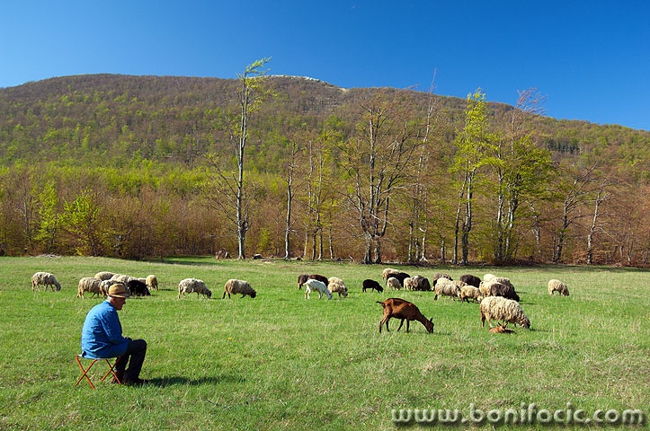 pastirstado1 copymal