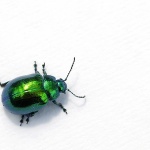 macro___Tail Away___