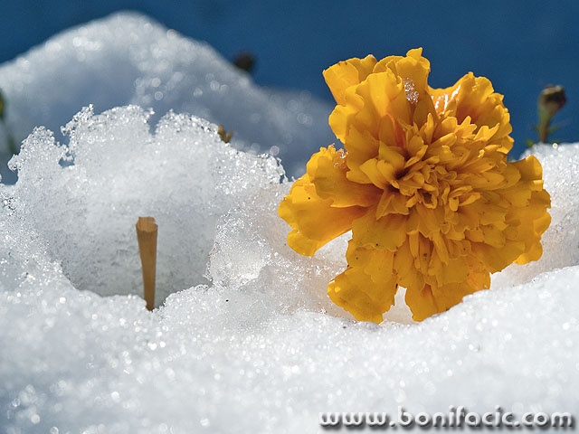 macro___Survival___Lokve, Croatia.