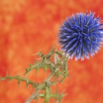 macro___Thorny Way To Success___