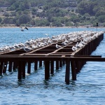 galebirivamarina1 copymal