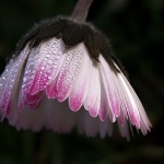 macro___Umbrella___