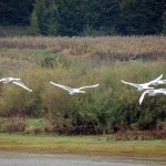 PA141623labudovilet1mal