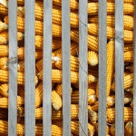 kukuruz1 copymal