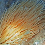 macro___Wig___Stara Baska, Croatia.