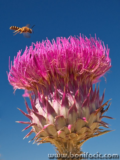 macro___Vegetarian___Stara Baska, Croatia.