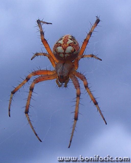 macro___Youngster___