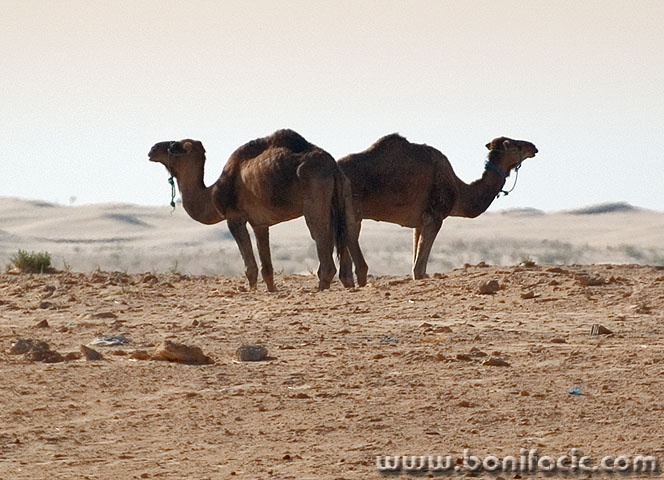 animals___Double - Headed Camel___Sahara, Tunisia.