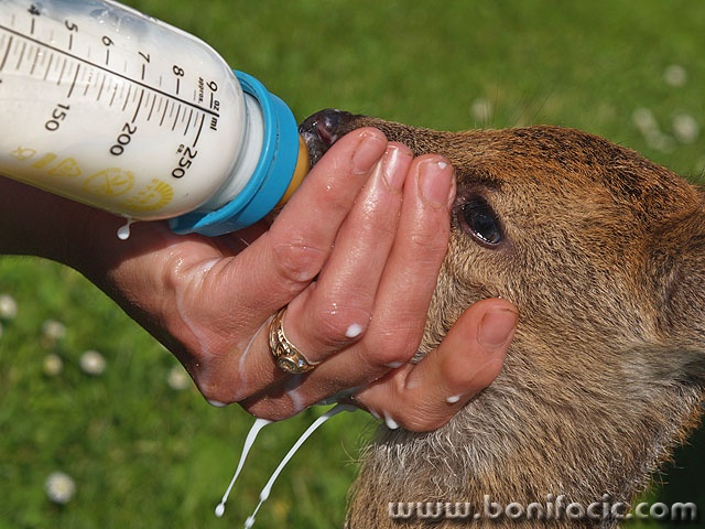 animals___Orphan___Josipdol, Croatia.
