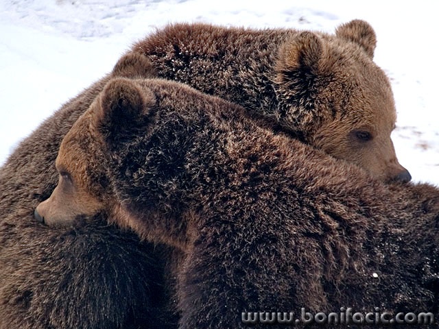 animals___Side By Side___Kuterevo, Croatia.