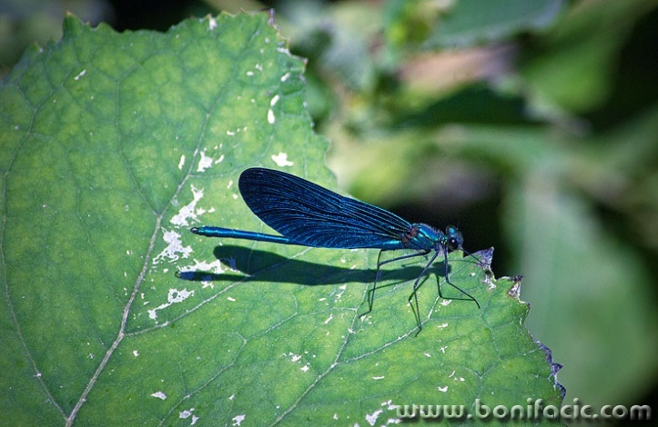 2ND_7586 copy copymal