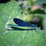 2ND_7586 copy copymal