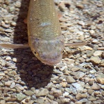 2ND_7431 copy copymal