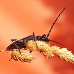 macro___Abyss Guardian___