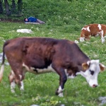 people___Asleep Neat Herd___Breze, Croatia.