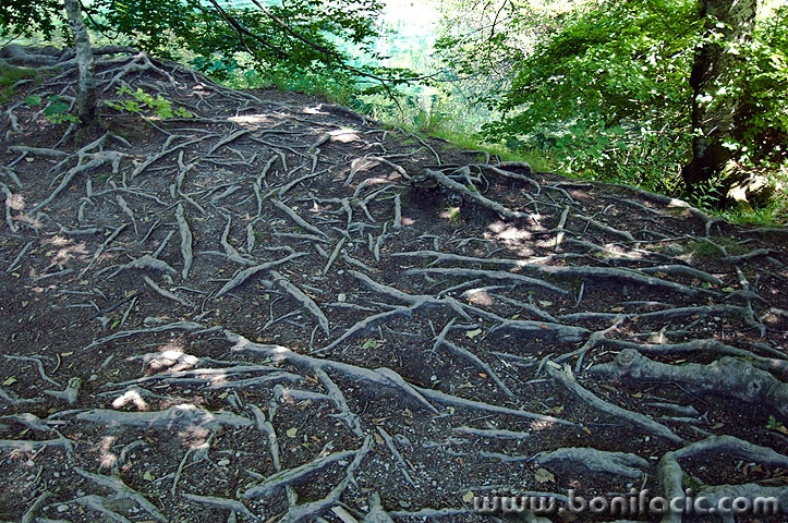 D2X_4852 copy copymal