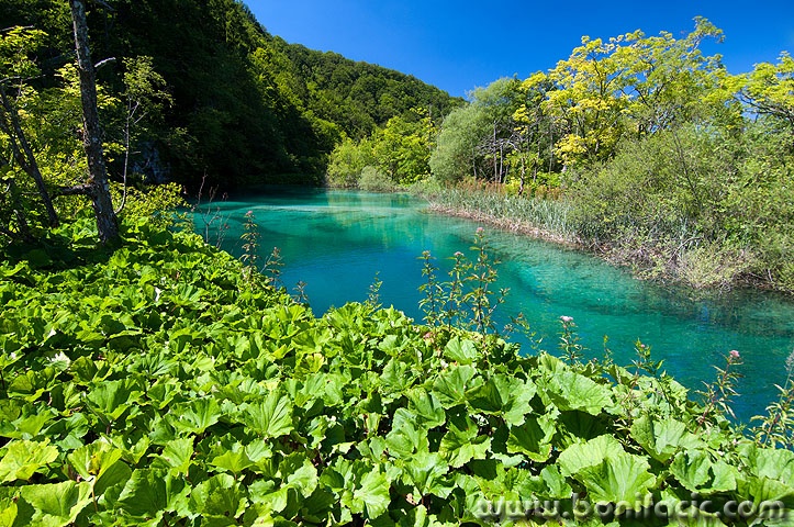 D2X_4802 copy copymal