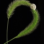 macro___Bedfellows___