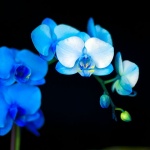 orhidejaplava3 copymal