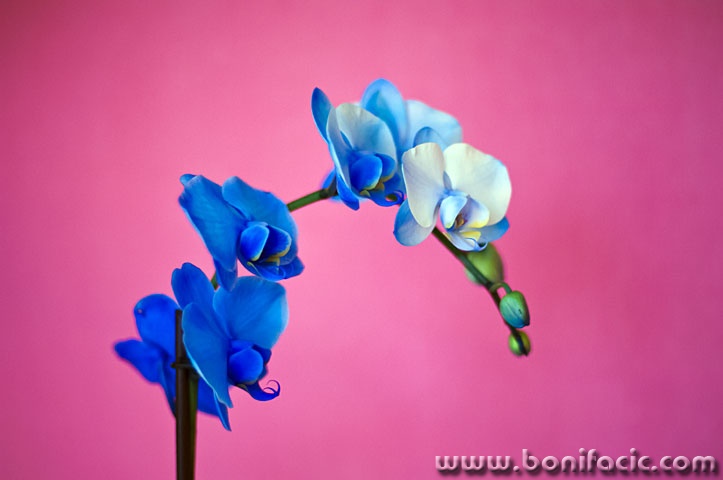 orhidejaplava1mal