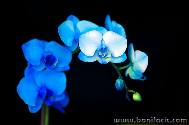 orhidejaplava3 copymal