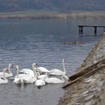 labidisabljaci6 copymal