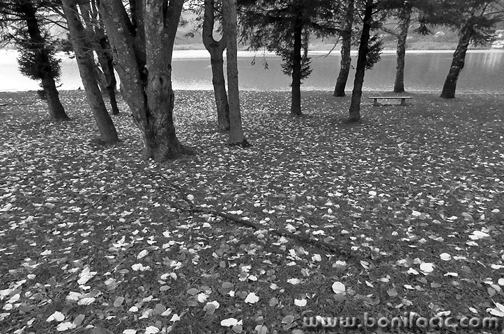 sabljacijesenBW copymal