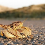 macro___Double Decker___Punat, Croatia.