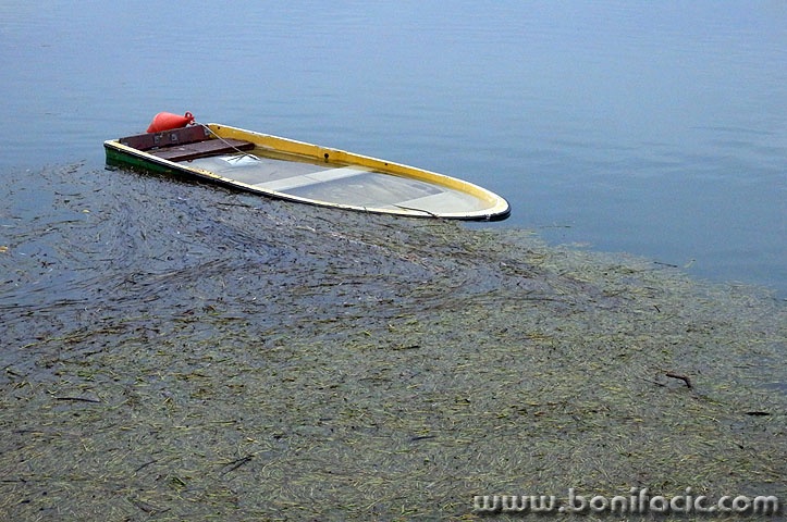 sabljacibarkica1 copymal