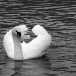 labud2sabljaci copymal