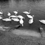 labudisabljaci5 copymal