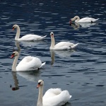 labudovisabljaci4 copymal