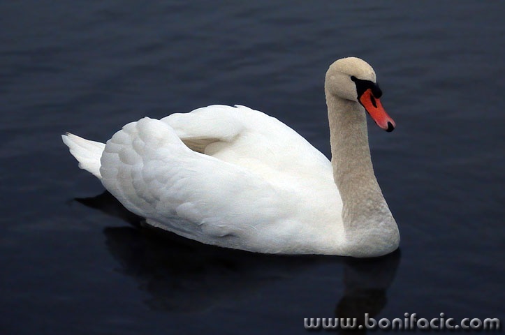 labudmod1blurmerged copymal