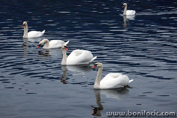 labudovisabljaci3 copymal