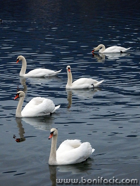 labudovisabljaci4 copymal