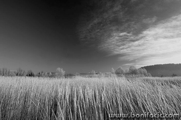 ravnagoratrava2BEBWmal