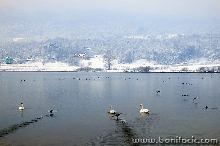 sabljacipatkelabudi1mal